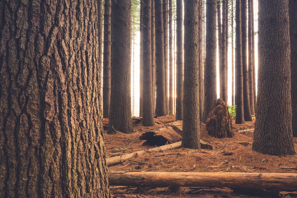 Forest bank: Bonos de carbono
