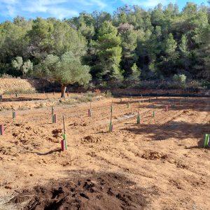 Plantación de árboles