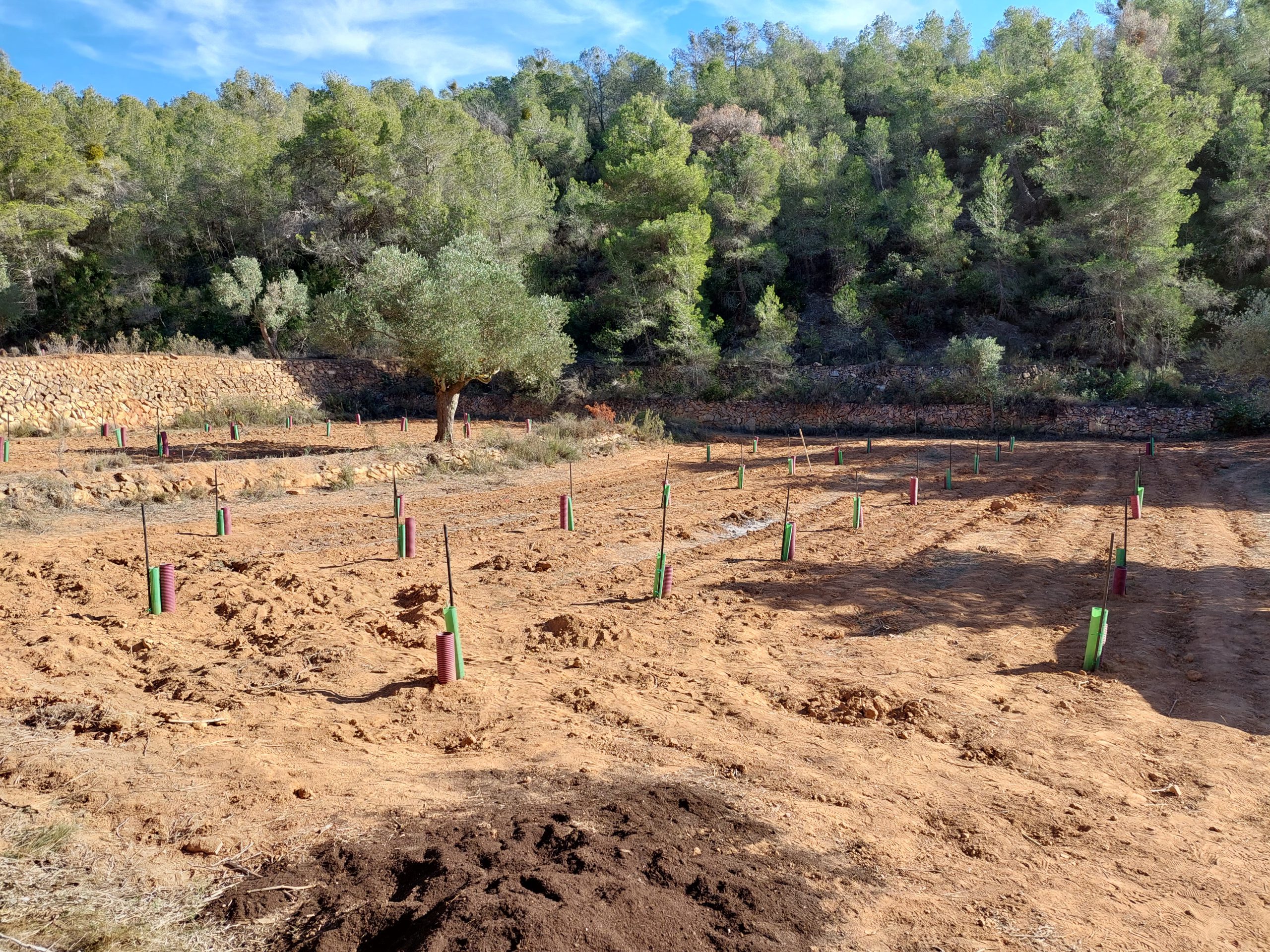 Plantación de arboles