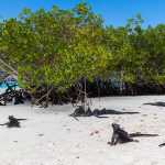 Reptiles en las Islas Galápagos