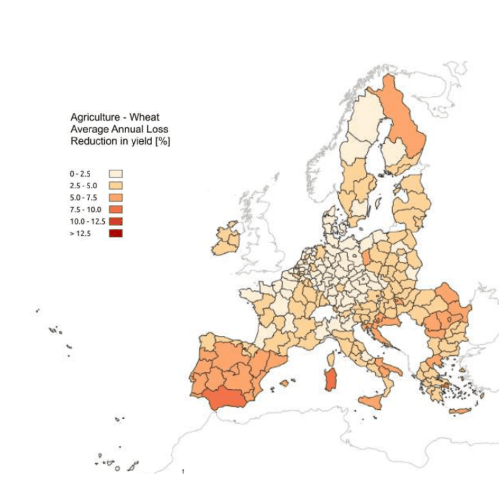 Gráficos cambio climático. Reducción de los rendimientos del trigo debido a las sequías