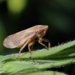 La Xylella Fastidiosa amenaza a los olivos españoles