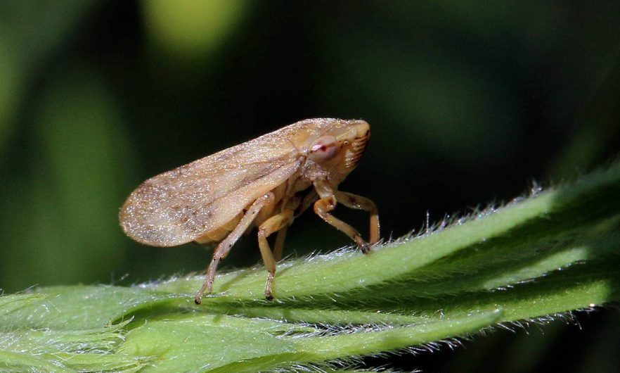 La Xylella Fastidiosa amenaza a los olivos españoles