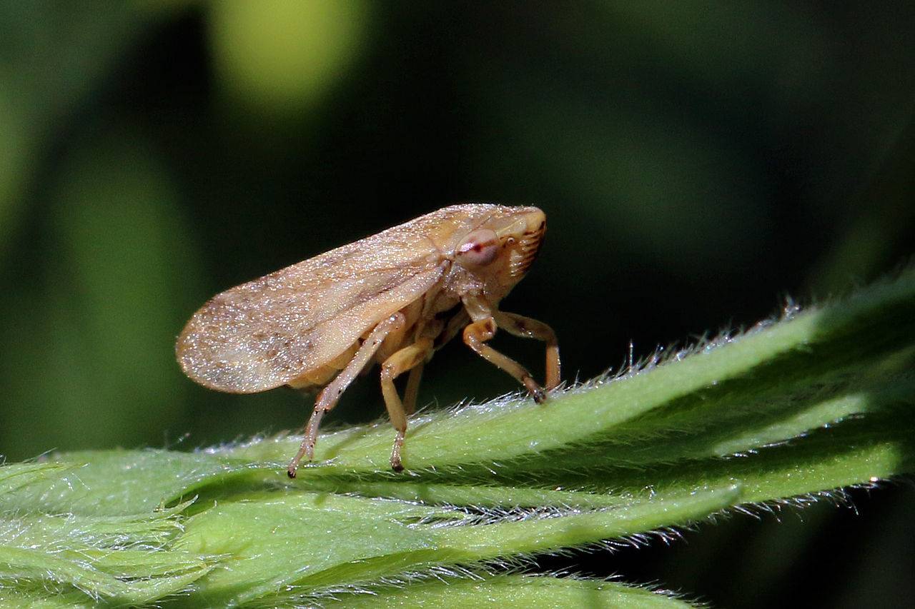 La Xylella Fastidiosa amenaza a los olivos españoles