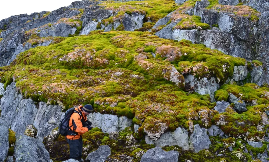 Un estudio de las universidades de Exeter y Hertfordshire revela la influencia del cambio climático en el aumento de vegetación en la Antártida.