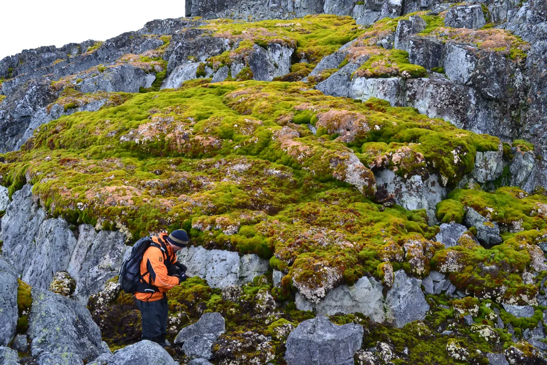 Un estudio de las universidades de Exeter y Hertfordshire revela la influencia del cambio climático en el aumento de vegetación en la Antártida.