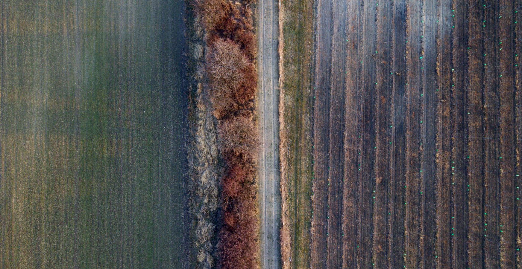 Convierte tu terreno en ingresos sostenibles | Proyectos de compensación de CO₂