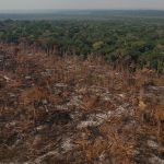 El potencial de captura de carbono de la restauración de ecosistemas: la Amazonía frente a la pérdida de bosque