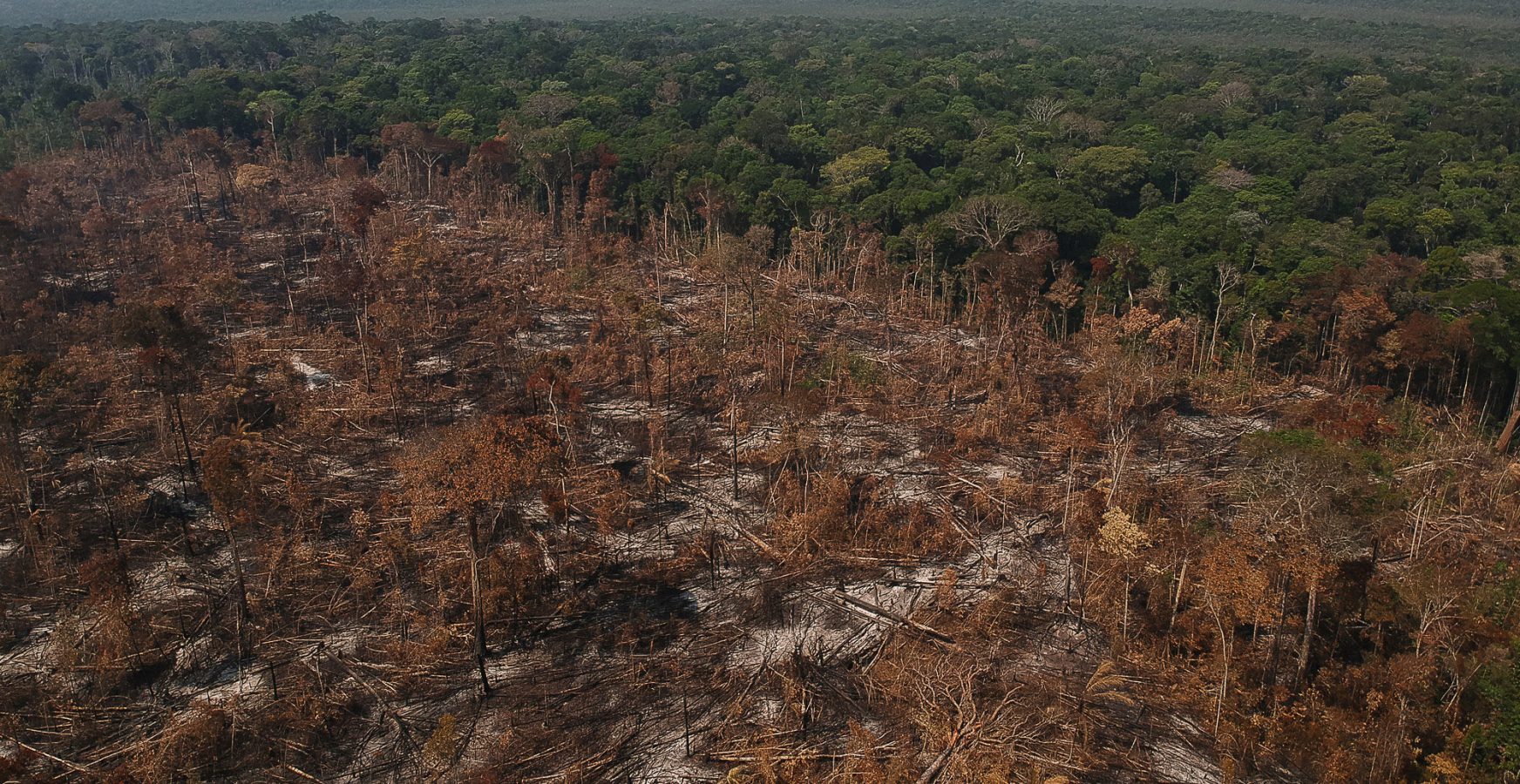 El potencial de captura de carbono de la restauración de ecosistemas: la Amazonía frente a la pérdida de bosque