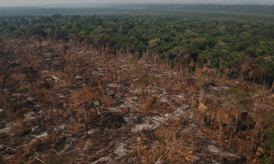 El potencial de captura de carbono de la restauración de ecosistemas: la Amazonía frente a la pérdida de bosque