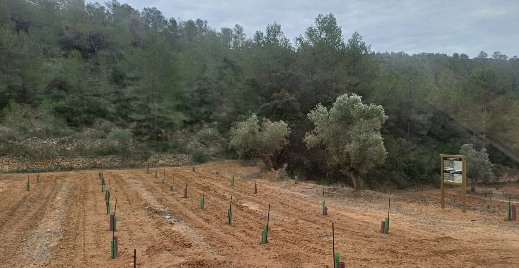 ¿Tienes un terreno y no quieres abandonarlo? Te lo reforestamos para generar valor