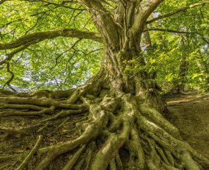 forest-bank-arbol-felixMittermeier-2