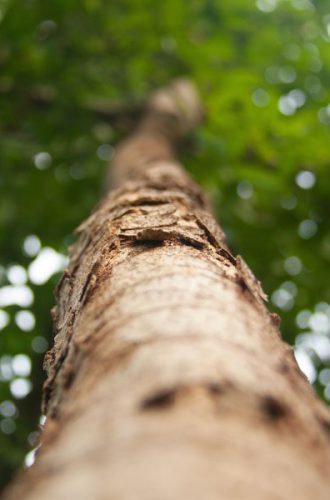 forest bank sostenibilidad de empresa