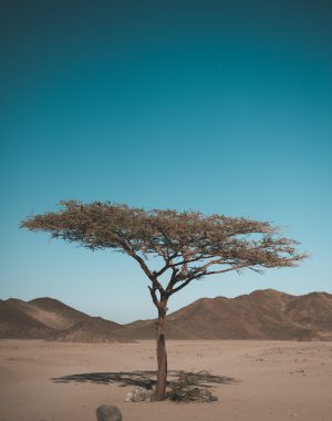 Forest bank: árbol seco