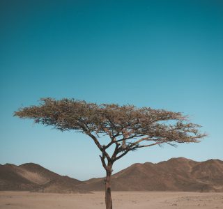 Forest bank: árbol seco