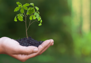 Forest bank: Reforestación